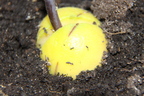 Macro