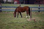 Tiere