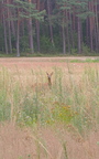 Tiere